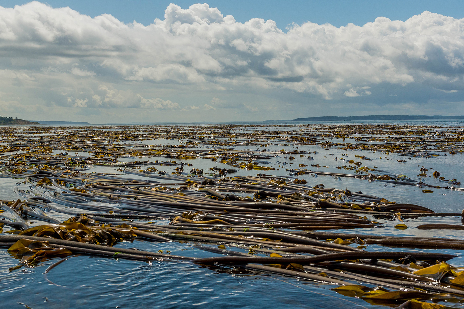 Photo of a bull kelp forest in the water by Ebey's Landing. Photo credit: Rich Yukubousky.