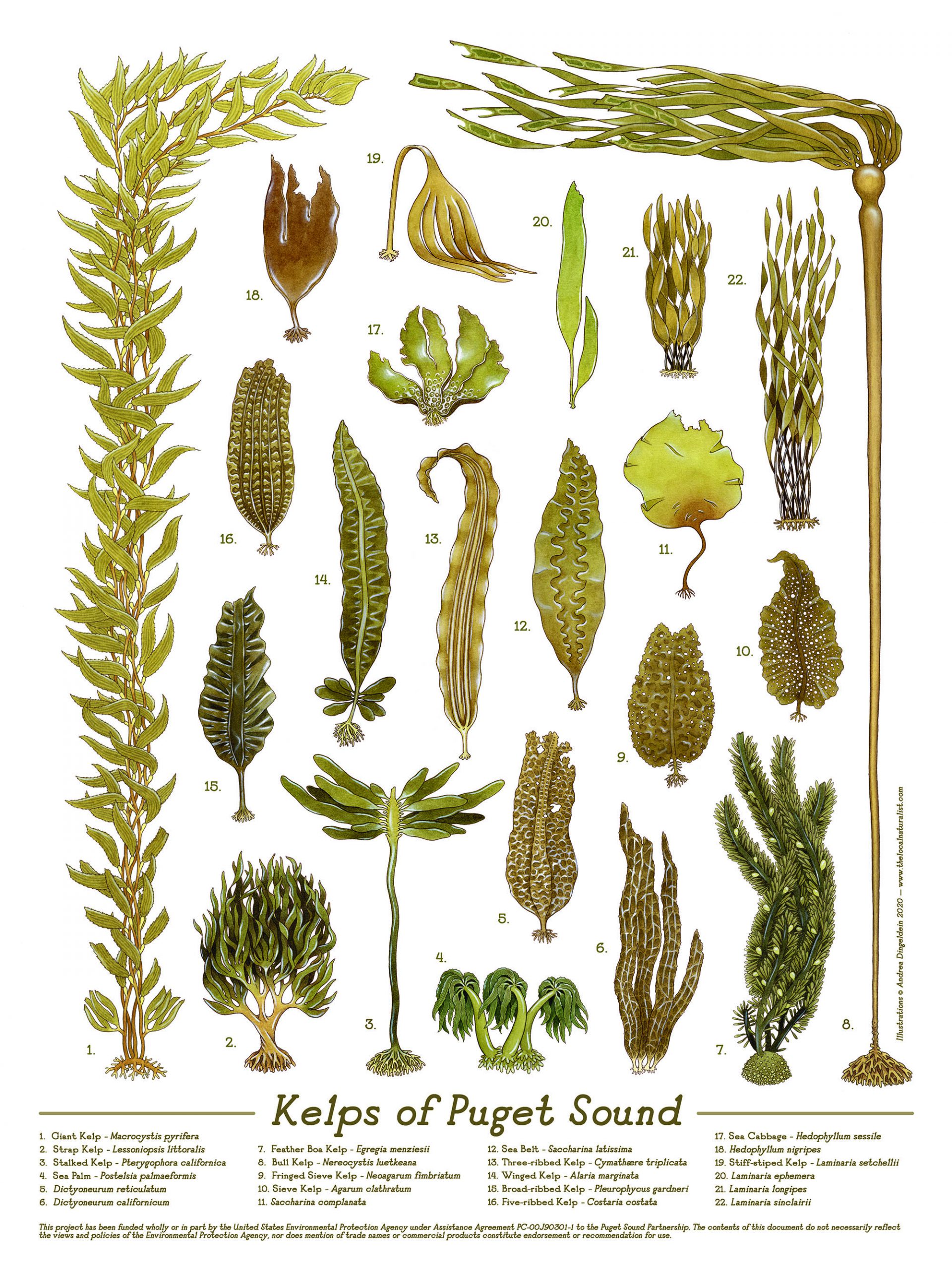 Illustration of the 22 species of kelp in Puget Sound, created by Andrea Dingeldein.