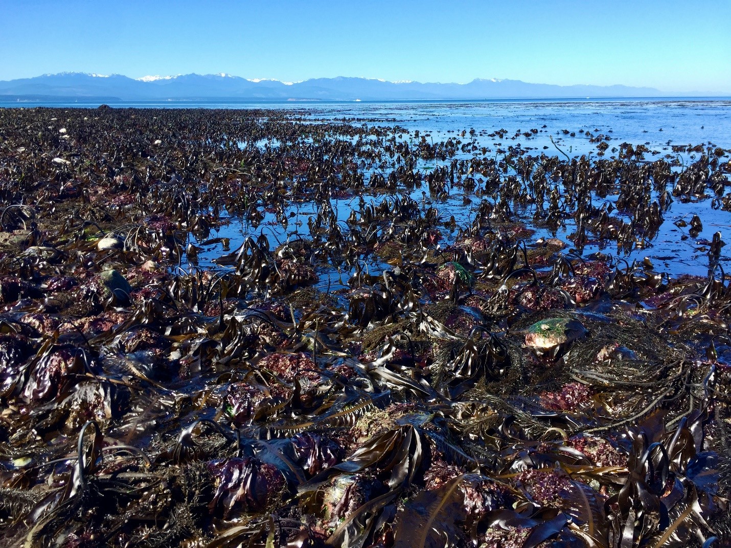 Photo of Setchell's kelp in the water by Ebey's Landing. Photo credit: Tom Mumford. 