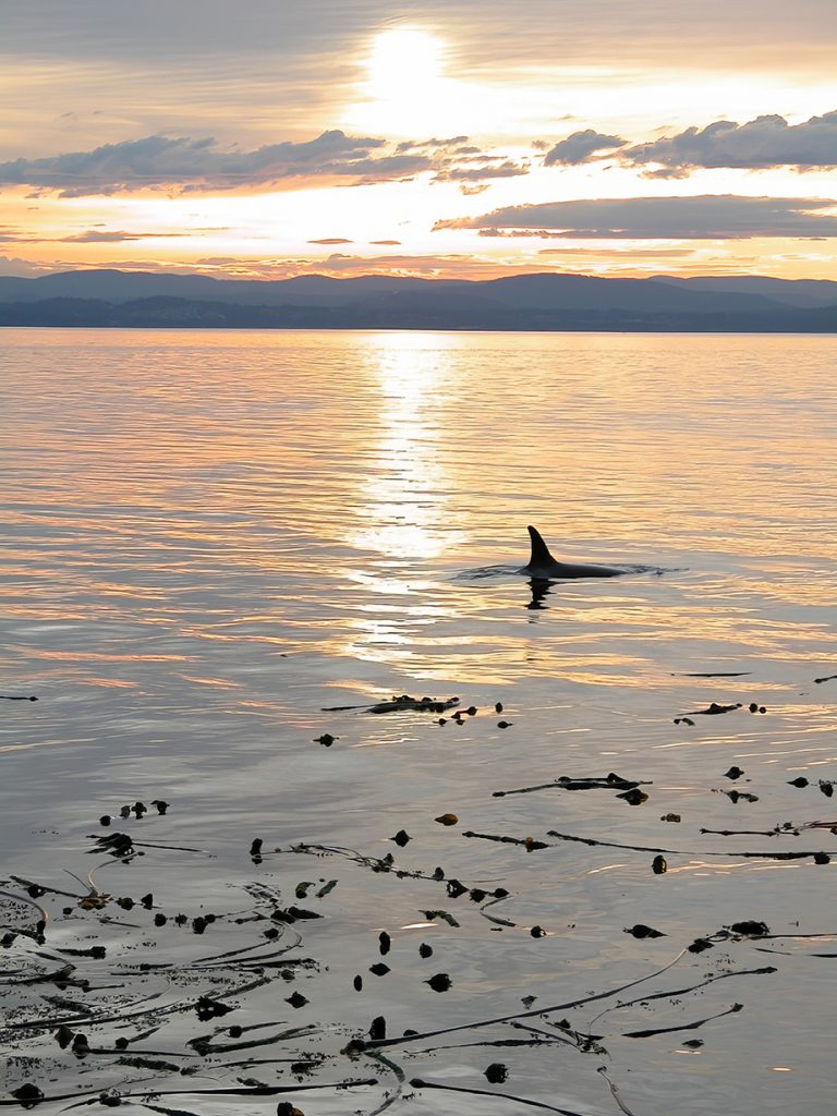 The back of a whale pokes above the water as the sun sets in the background.