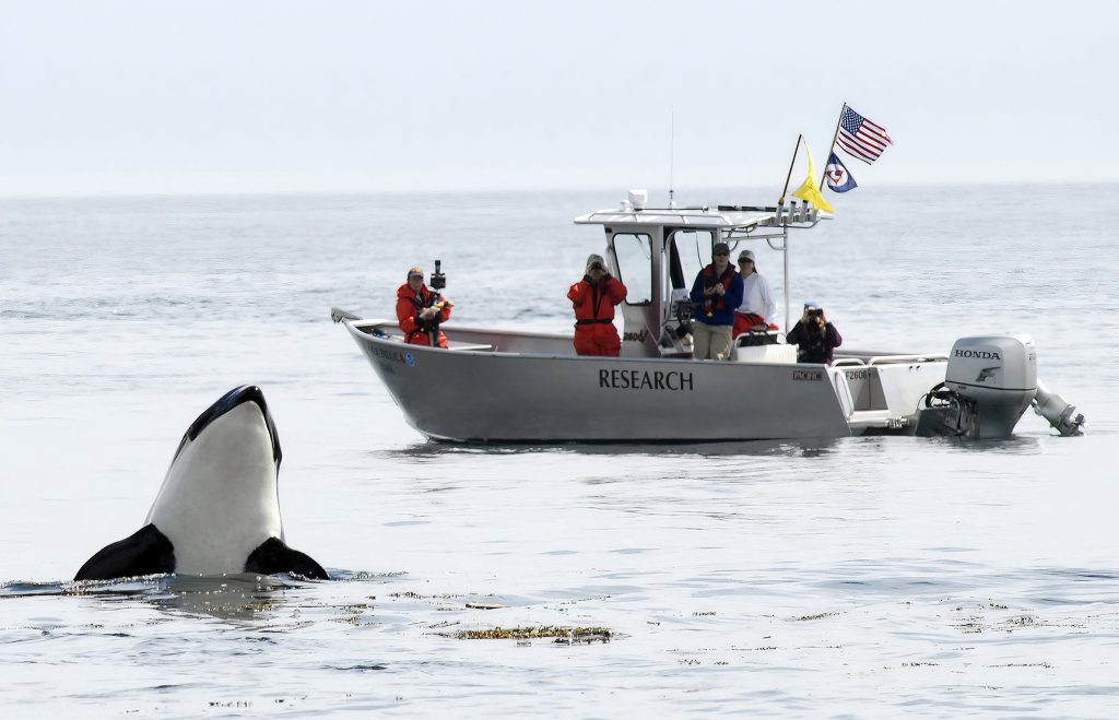 A whale pops their head out of the water as researchers observe from a small boat.