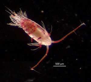 A microscopic photo of a copepod, a type of zooplankton