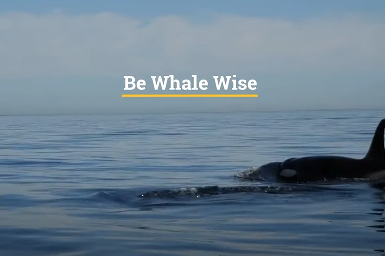 Screen capture from the Be Whale Wise video, showing the title of the video and two orcas swimming in the water
