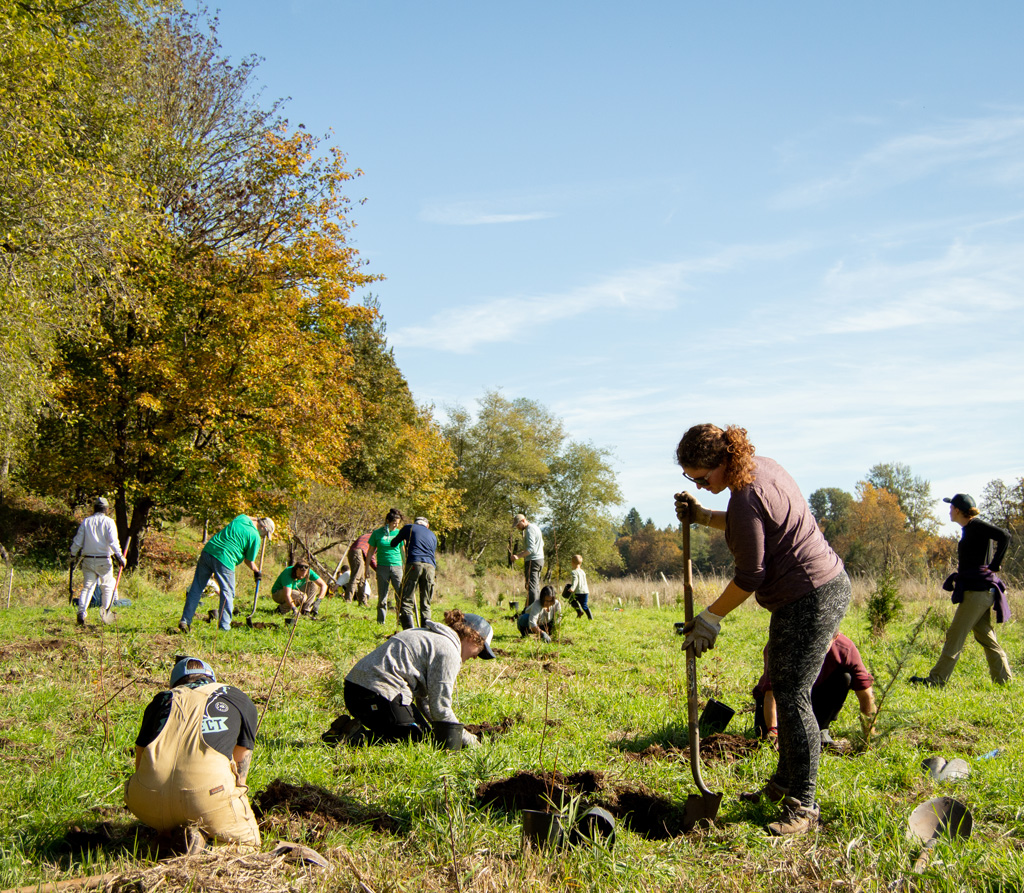 A large group of volunteers, both adults and children, work on planting conifer saplings at the South Prairie Creek Preserve property