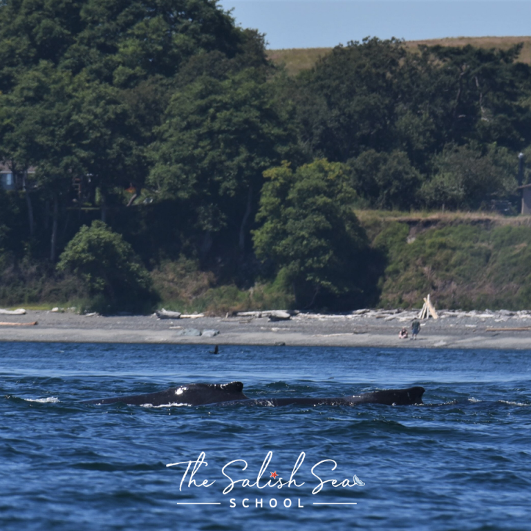 Photo of whales swimming in water with the shoreline in the background. Logo for the Salish Sea School overlaid on the bottom of the photo.