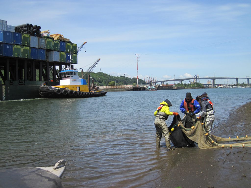 A group of people hold a net in the water close to the shoreline of the Duwamish River. In the background, a tugboat floats next to a container ship.