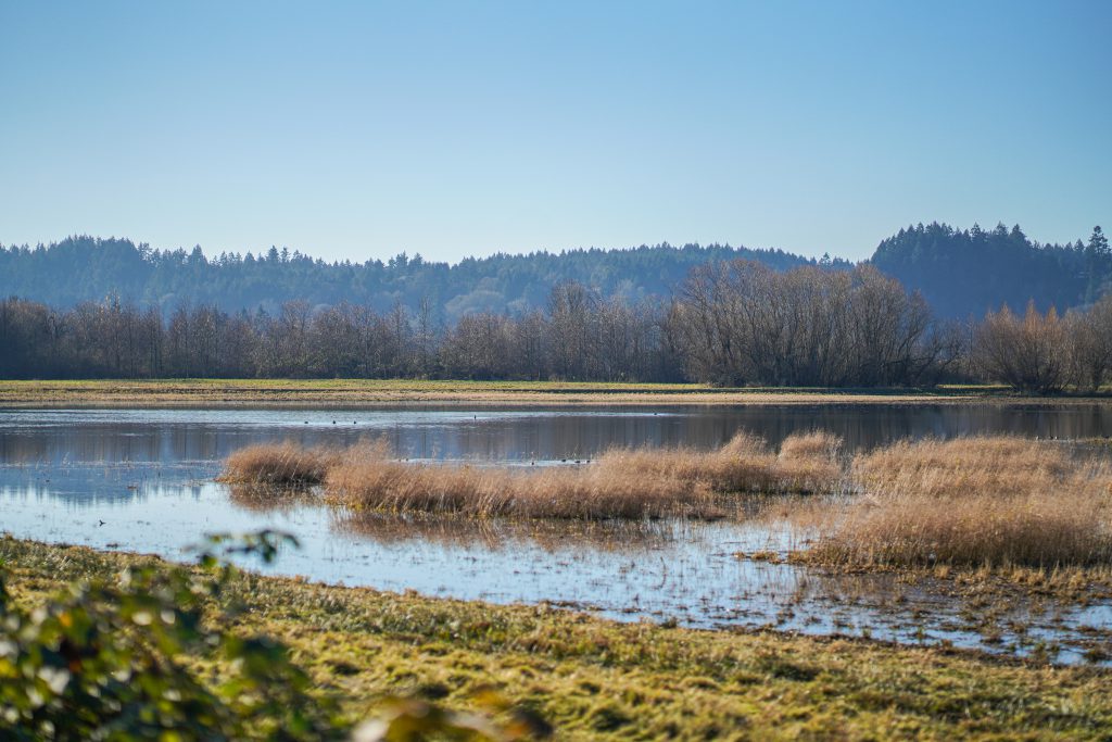 Landscape photo of Billy Frank Jr. Nisqually National Wildlife Refuge, showing tidal channels and waterfowl with bare trees in the background.