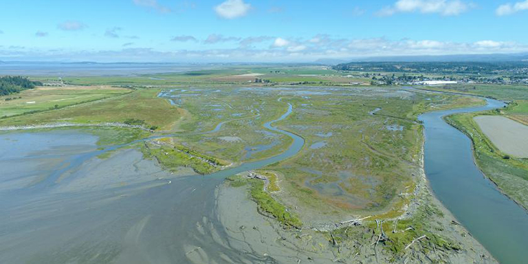 Aerial view of Leque Island taken in July 2022. Two years after restoration, new vegetation on site makes it appear vibrantly green.