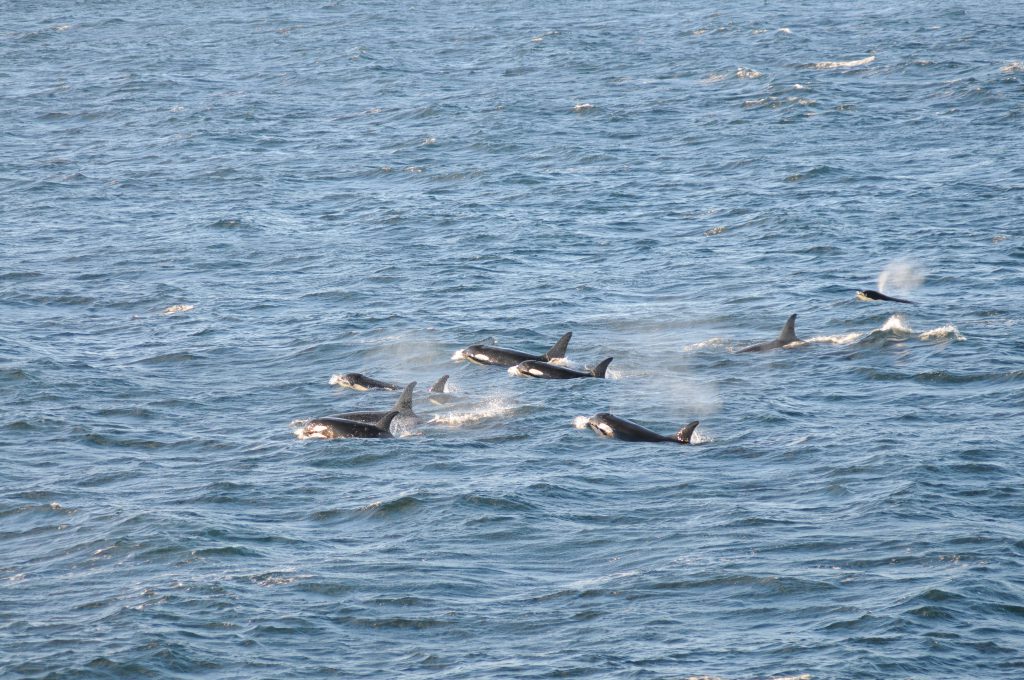Photo of Southern Resident orcas swimming Puget Sound waters. Photo credit: NOAA Fisheries West Coast Office.