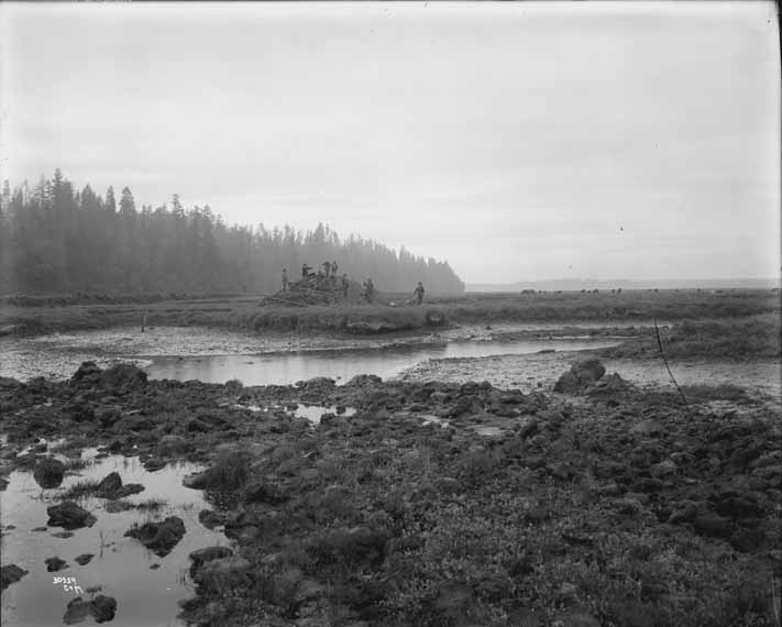 A black and white photo of a group of men standing on a mound of dirt in the middle distance, working on building a dike to keep water away from farmable areas in the Nisqually River delta. Photo from June 1914.