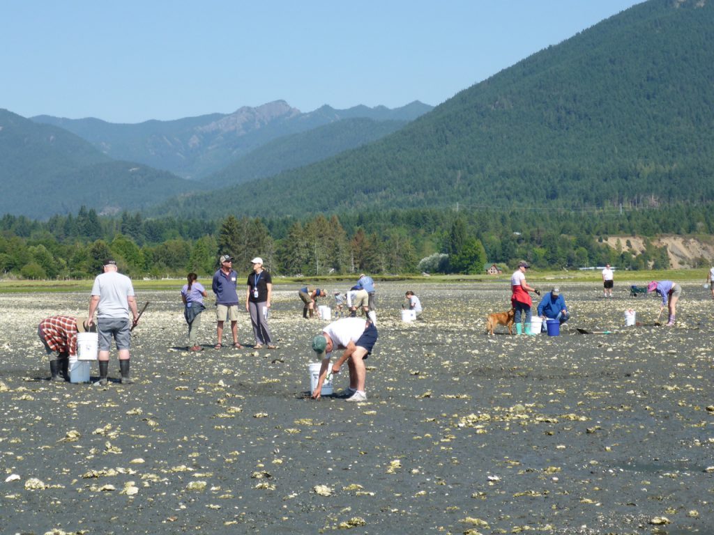 Dozens of people bent over buckets and shovels, digging in the tidelands for shellfish. Photo taken near Dosewallips.