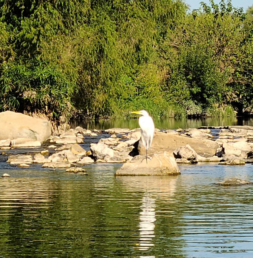 Photo of a great egret perched on rocks along the Mission Reach section of the San Antonio River.