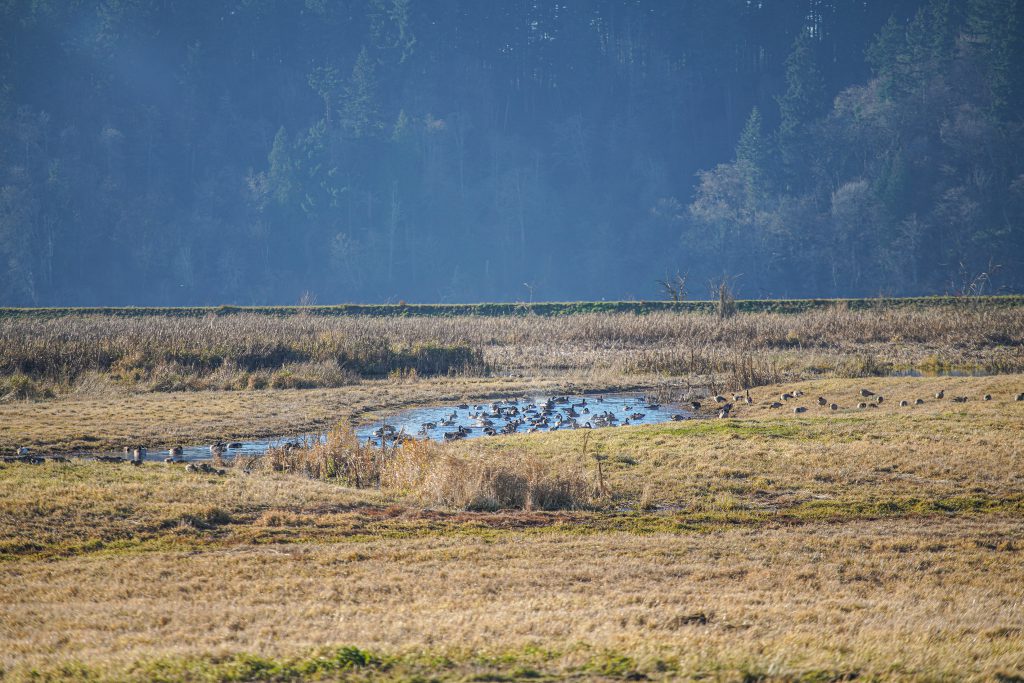 Photo of geese resting in marshlands at Billy Frank Jr. Nisqually National Wildlife Refuge.