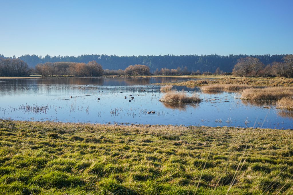Photo of waterfowl floating in the tidal marshlands at Billy Frank Jr. Nisqually National Wildlife Refuge.