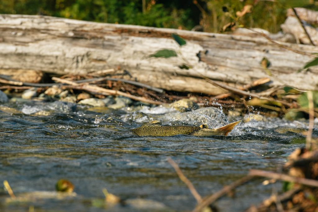 Close-up photo of a Chinook salmon swimming in Illabot Creek, splashing water as it makes its way up the creek. Photo by Eric Mickelson, Skagit River System Cooperative.