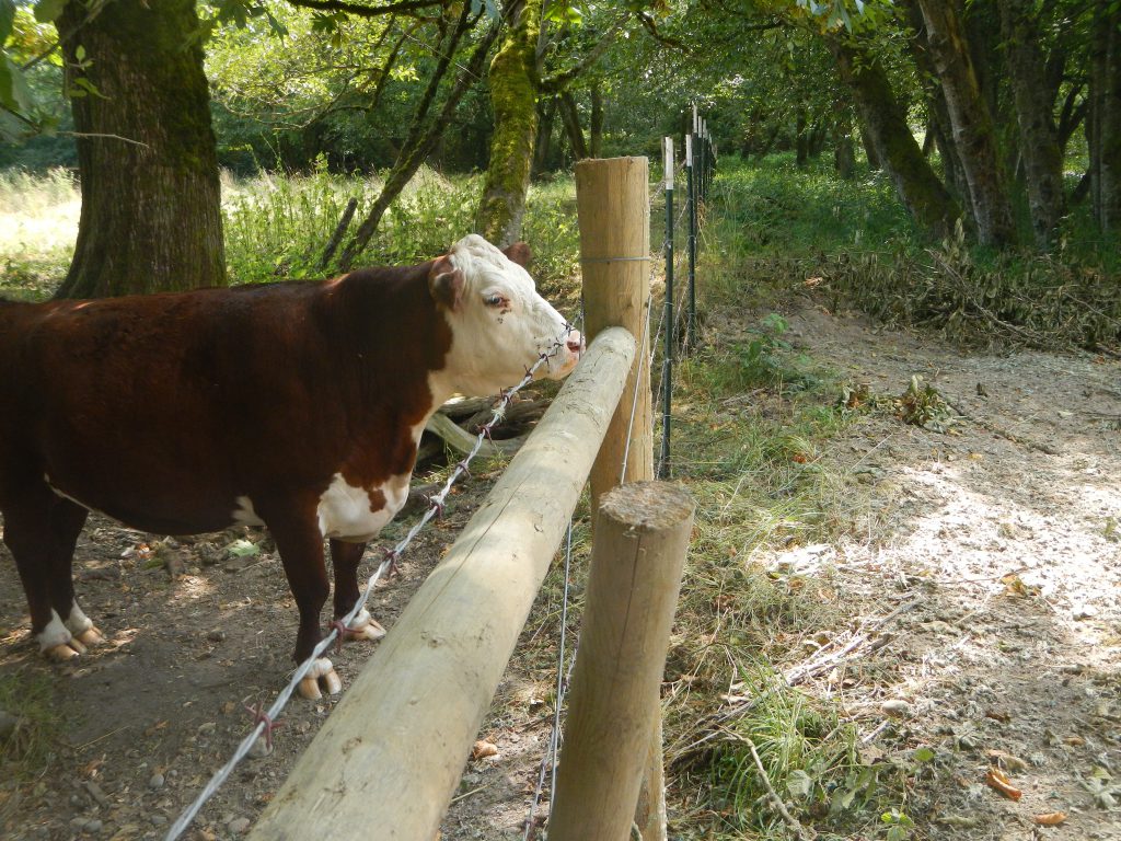 A brown and white cow stands next to a wooden fence with barbed wire that keeps it from entering a nearby stream.