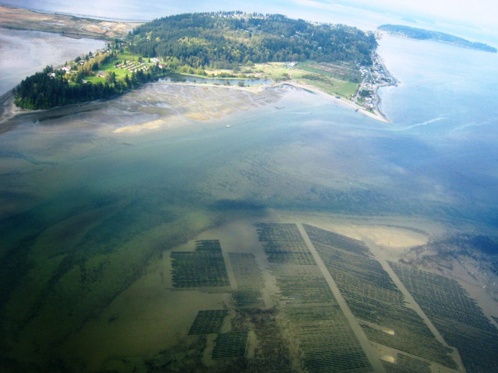 Aerial photo of Samish Bay shellfish beds, showing horizontal and diagonal lines of shellfish growing areas in Puget Sound water, with Samish Island in the background. One of the areas focused on protecting and restoring shellfish.