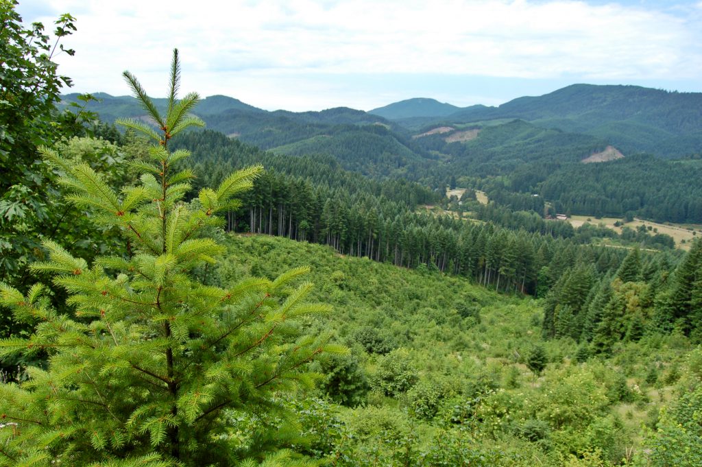 Photo that shows an evergreen forest covering a hillside in the foreground and more forest covering ridges and hills that recede into the distance. A younger fir dominates the lefthand side of the photo.