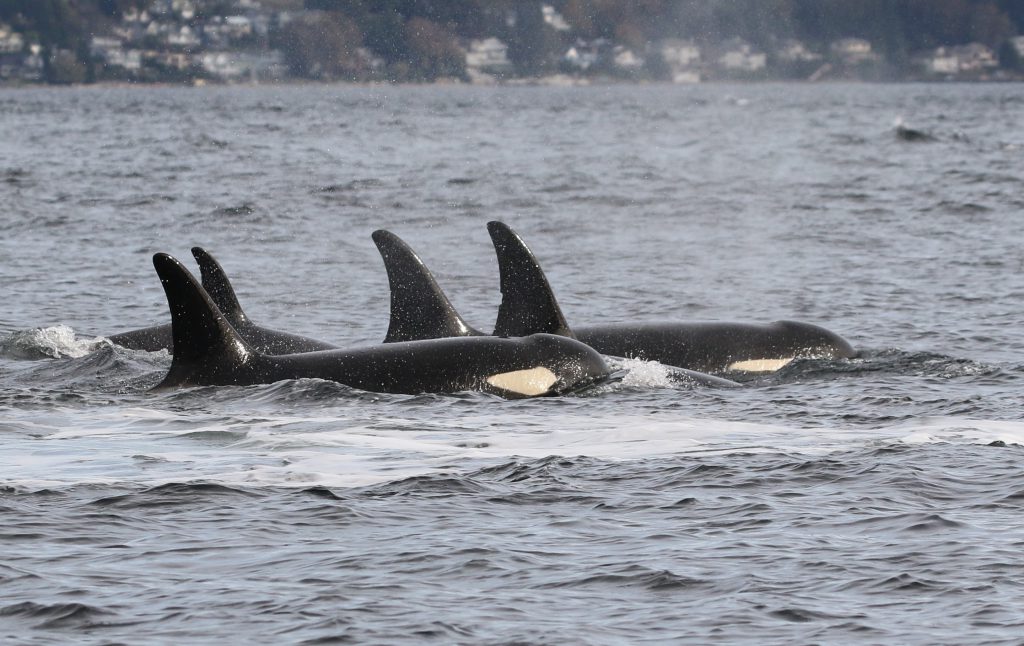 A group of Southern Resident orcas swimming together.