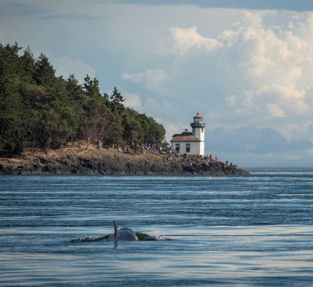 Southern Resident orca Scarlet, J50, approaches onlookers at the Lime Kiln Lighthouse on San Juan Island.