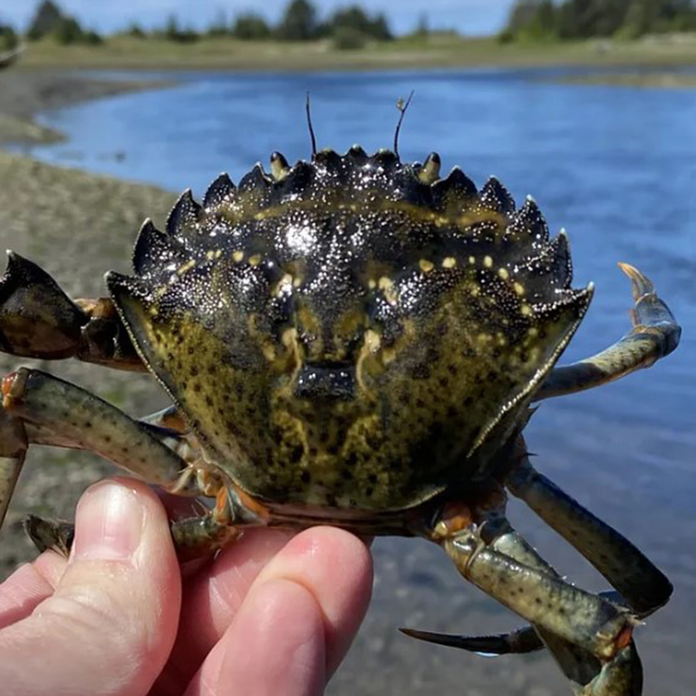 Photo of a European Green Crab, held up for the camera in someone's hand, taken from the Washington coast. Photo credit: Washington State Department of Fish and Wildlife.