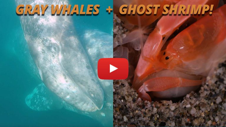 Thumbnail for Salish Sea Wild YouTube video about gray whales and ghost shrimp.