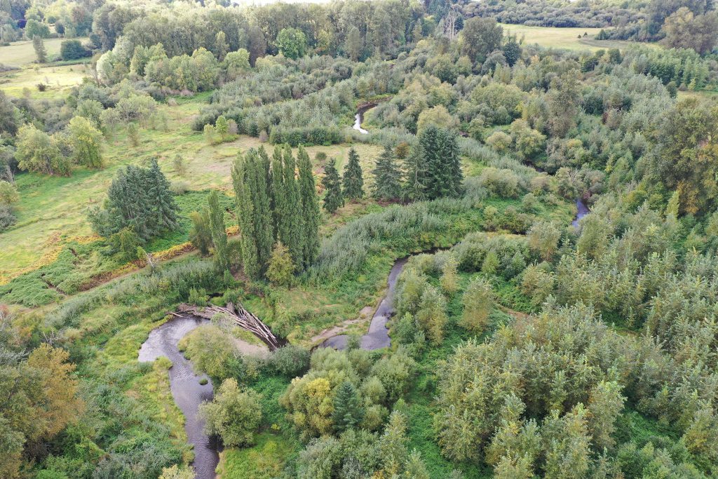 Aerial photo of Issaquah Creek, showing the creek post-restoration.