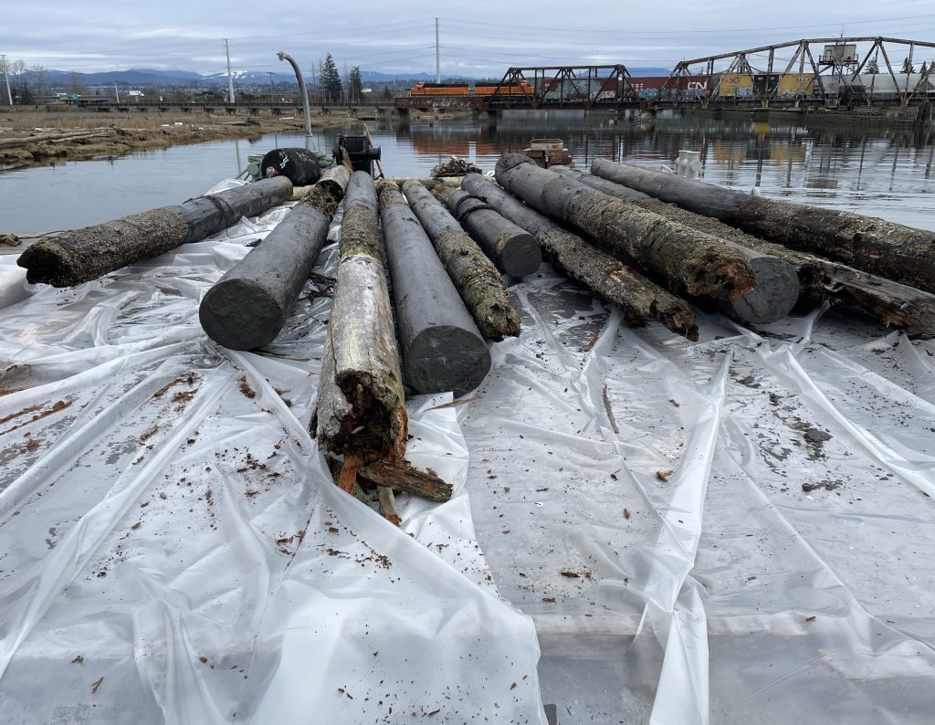 Creosote-soaked pilings, pulled from the Snohomish River estuary, lined up on a plastic tarp.