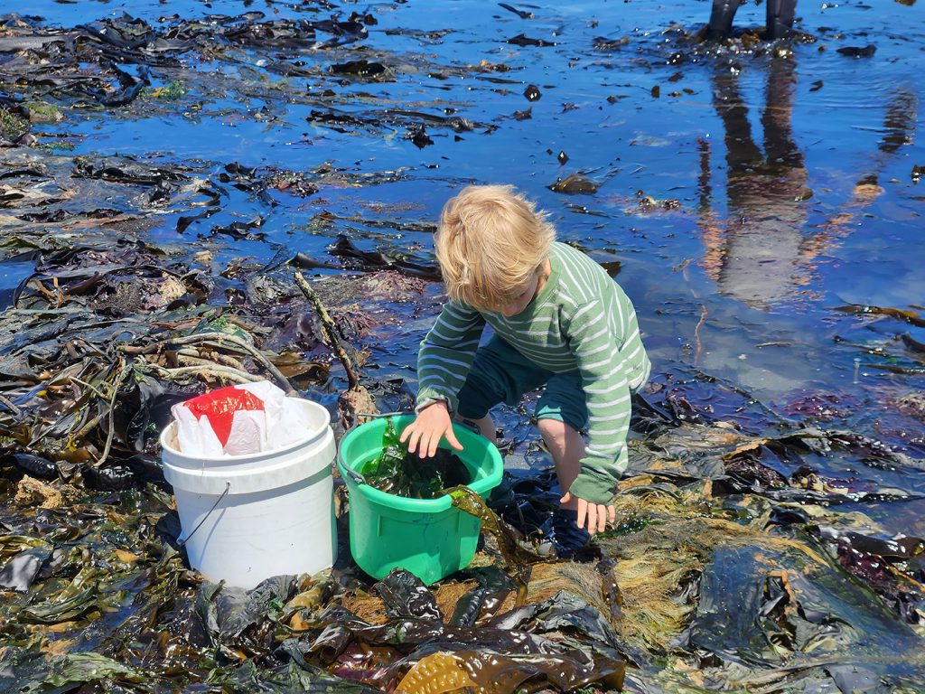 A child on a beach fills a bucket with kelp.