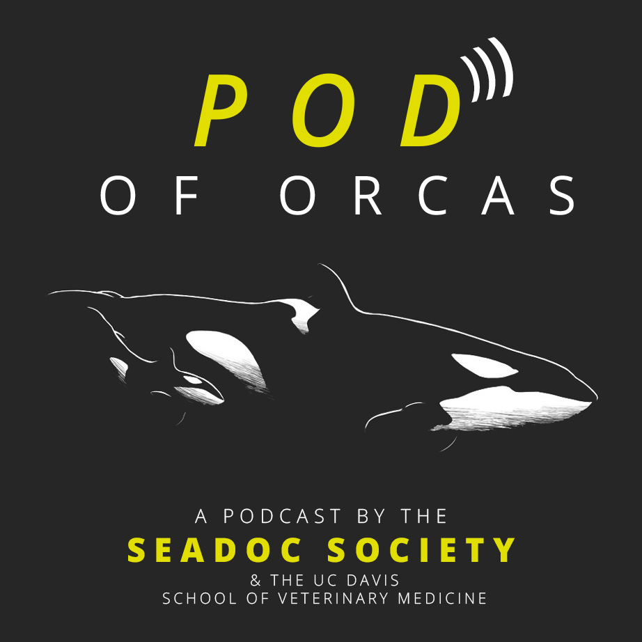 Logo for SeaDoc Society's podcast, "Pod of Orcas," which shows the name of the podcast, along with a drawing of an orca, and the text, "A podcast by the SeaDoc Society and the UC Davis School of Veterinary Medicine"